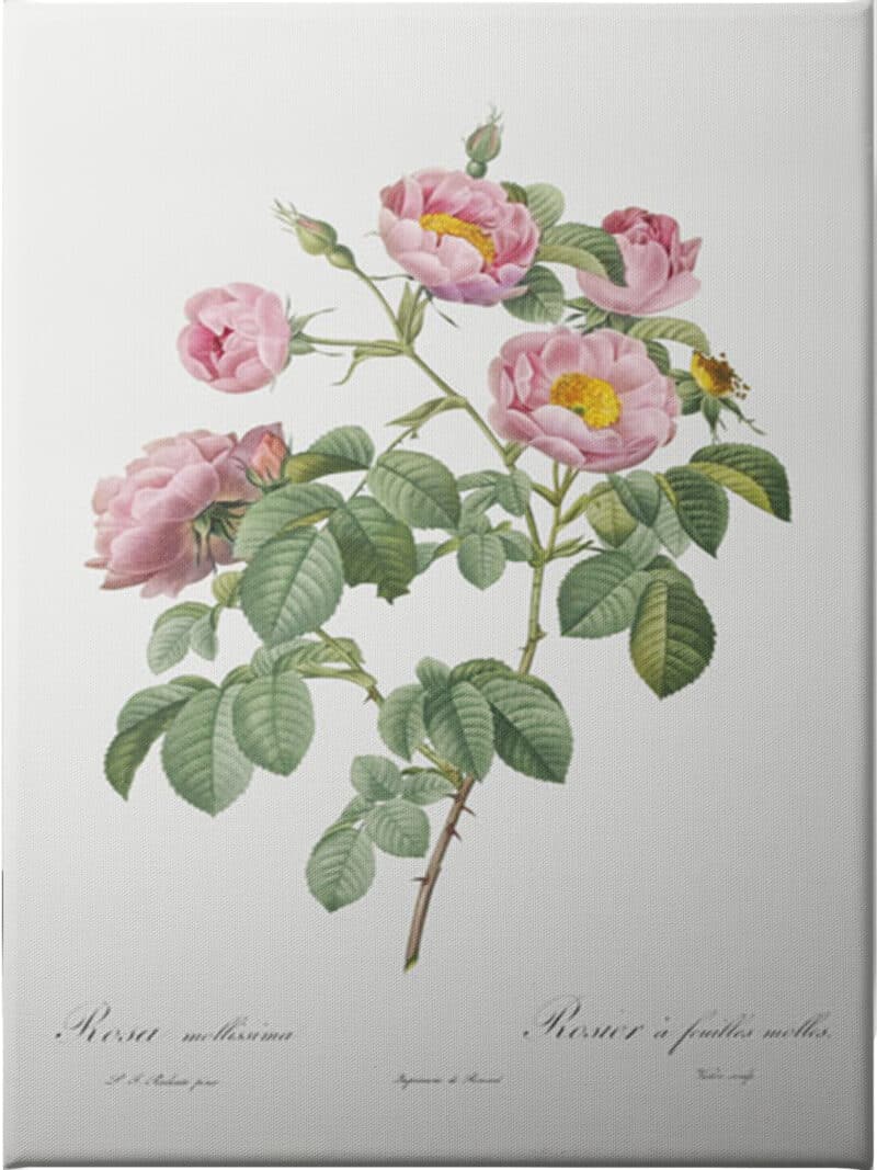 Semi Double Variety of Tomentose Rose - Unframed Canvas Unframed Canvas