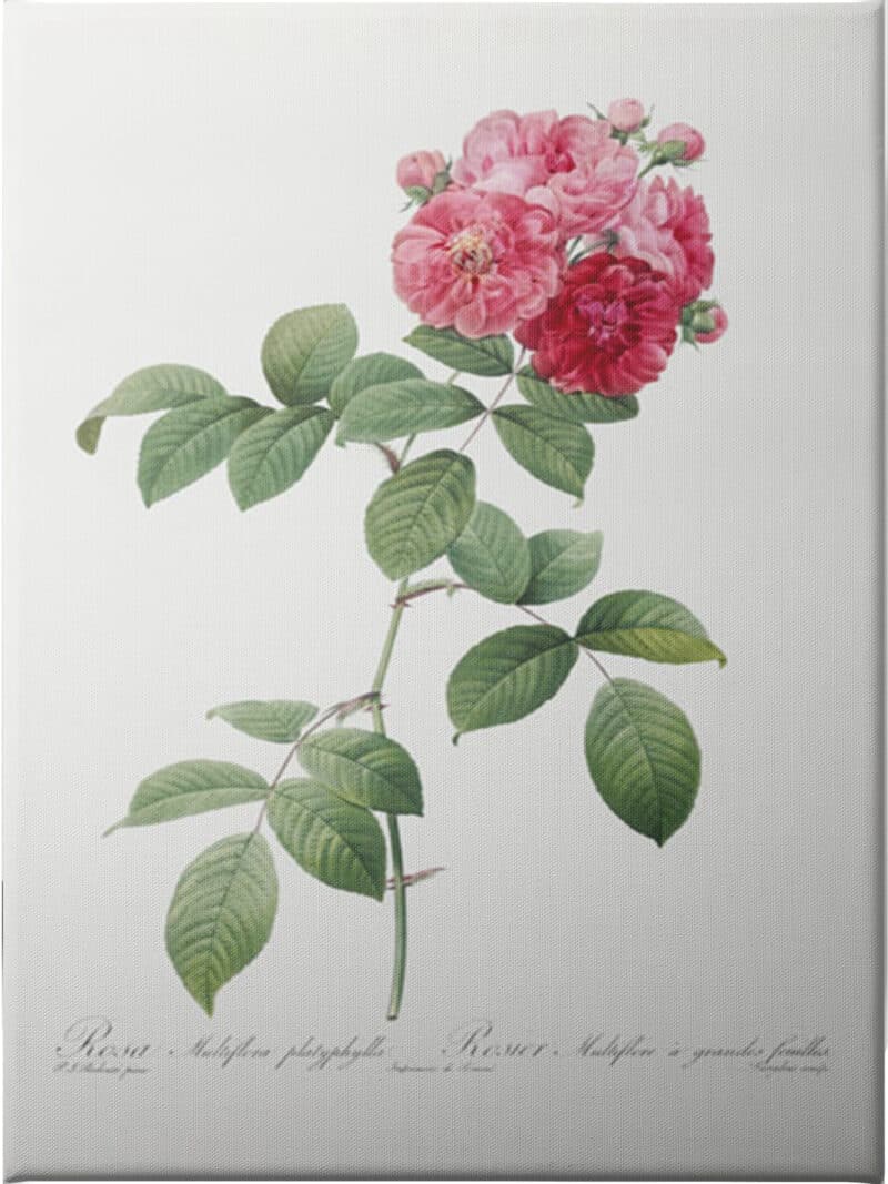 Seven Sisters Roses - Unframed Canvas Unframed Canvas