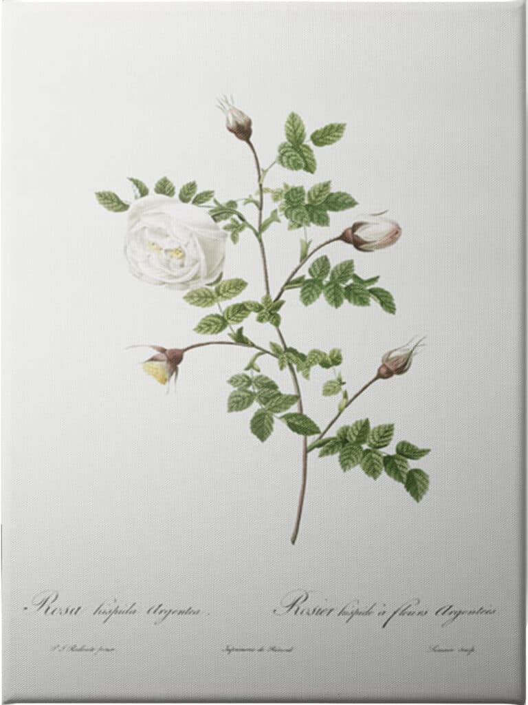 Silver Flowered Hispid Rose - Unframed Canvas - La Grolla