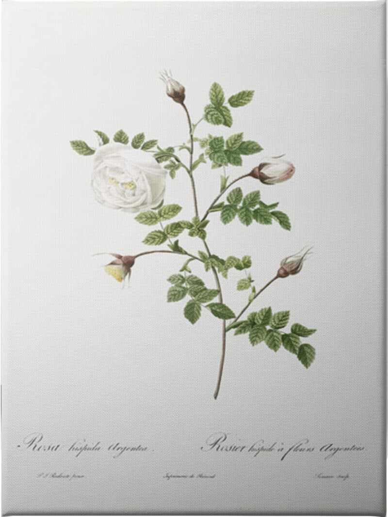 Silver Flowered Hispid Rose - Unframed Canvas Unframed Canvas