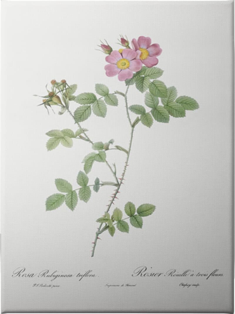 Sweetbriar Roses - Unframed Canvas Unframed Canvas