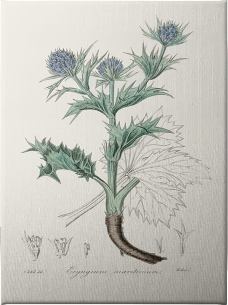 The Sea Holly (eryngium Mmaritimum) Medical Botany - Unframed Canvas Unframed Canvas