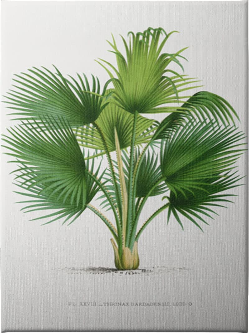 Thrinax - Unframed Canvas Unframed Canvas