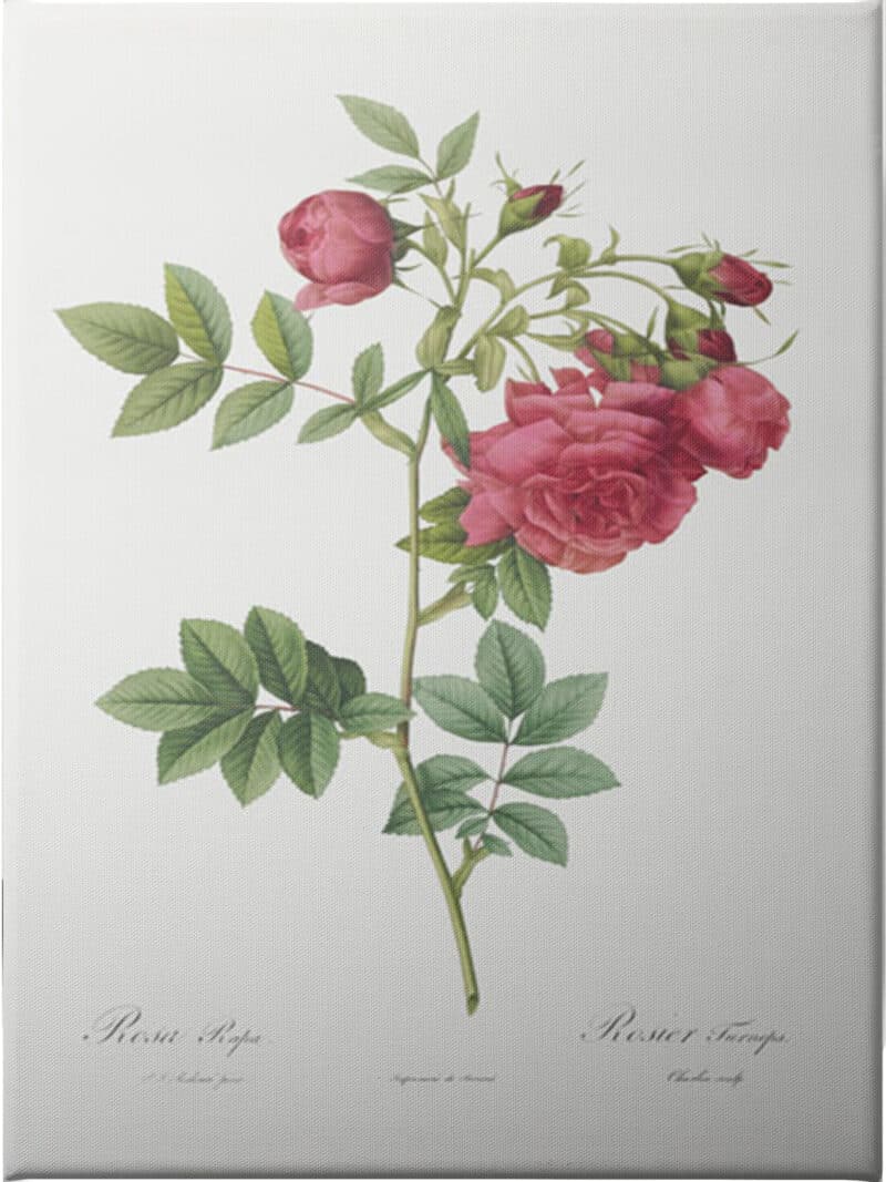 Turnip Roses - Unframed Canvas Unframed Canvas