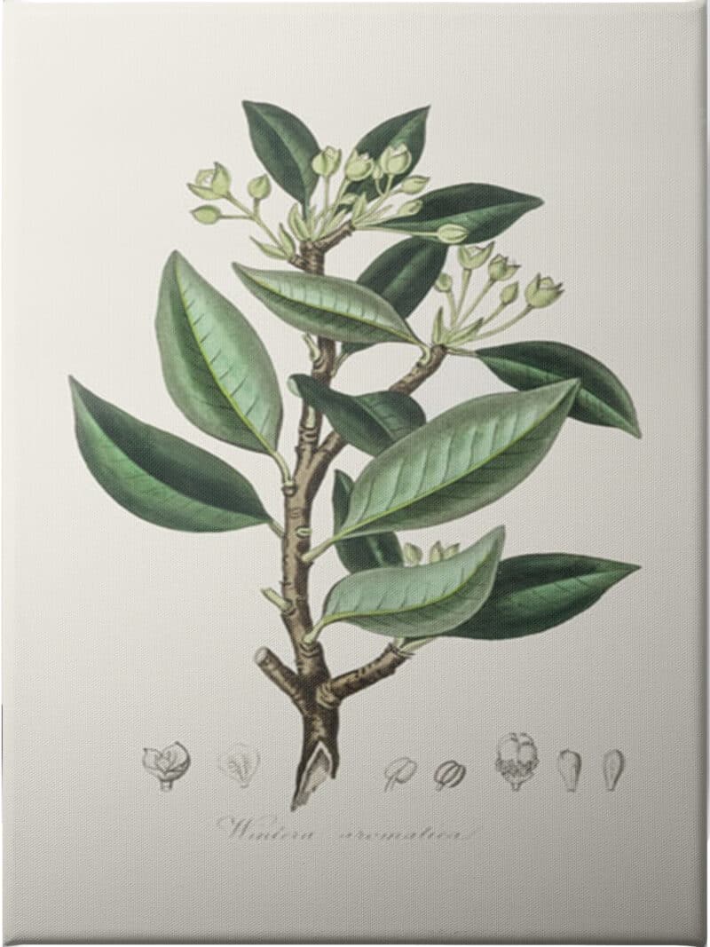 Wintera Aromatica Medical Botany - Unframed Canvas Unframed Canvas