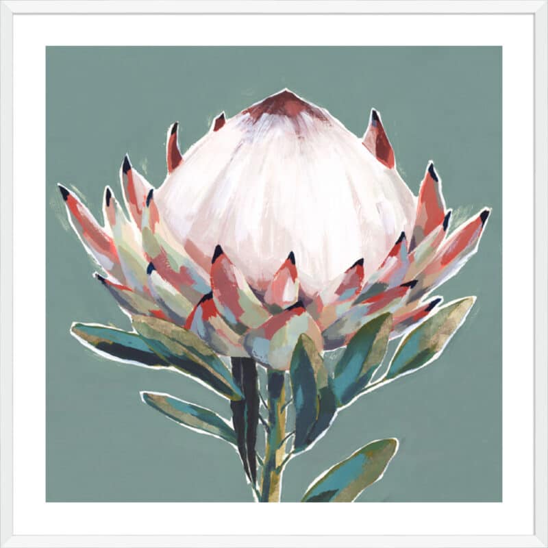 Blooming King Protea - 5cm White Border Box White