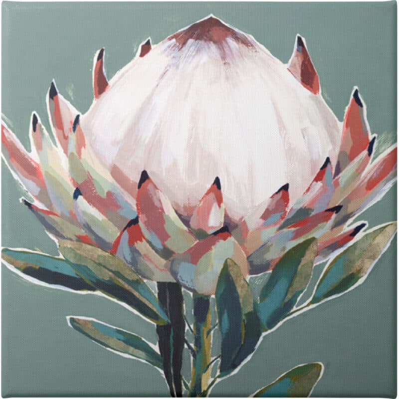 Blooming King Protea - Unframed Canvas Unframed Canvas