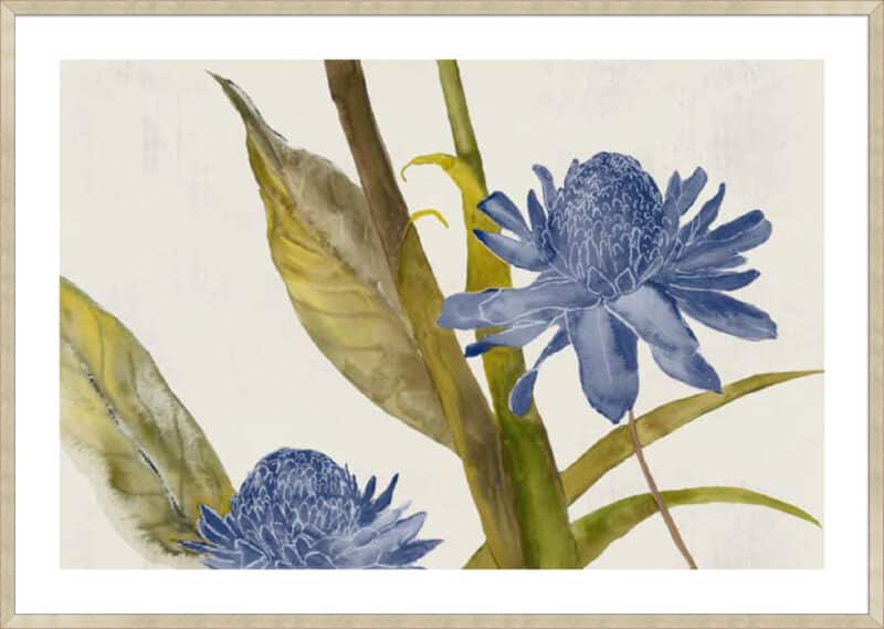 Blue Ginger - 5cm White Border Sm. Box Champagne