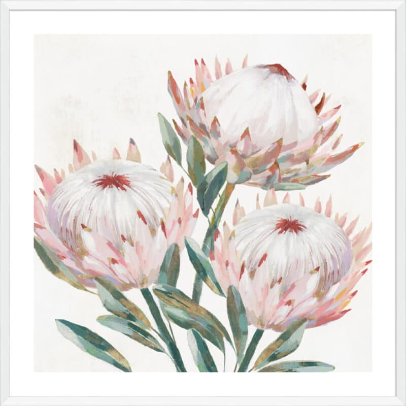 King Protea II - 5cm White Border Box White