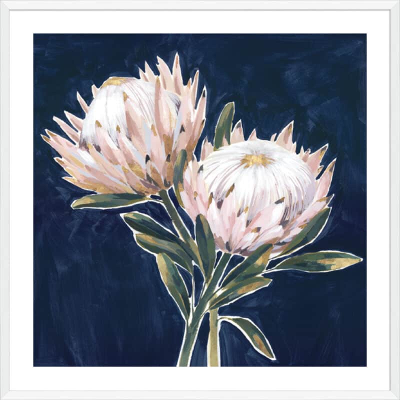 King Proteas - 5cm White Border Box White