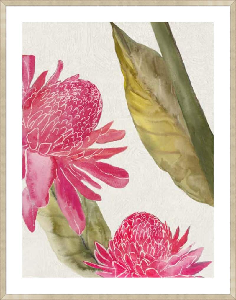 Red Ginger II - 5cm White Border Sm. Box Champagne