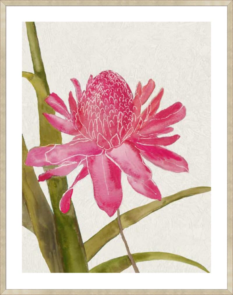 Red Ginger I - 5cm White Border Sm. Box Champagne