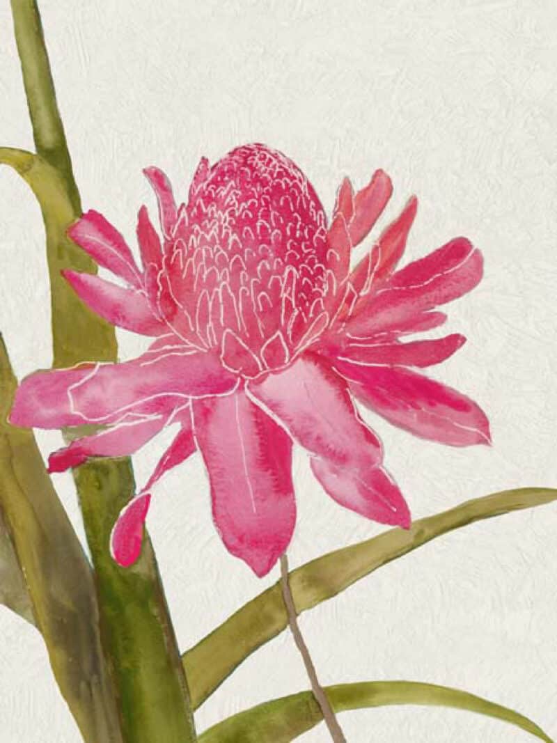 Red Ginger I - Unframed Canvas Unframed Canvas