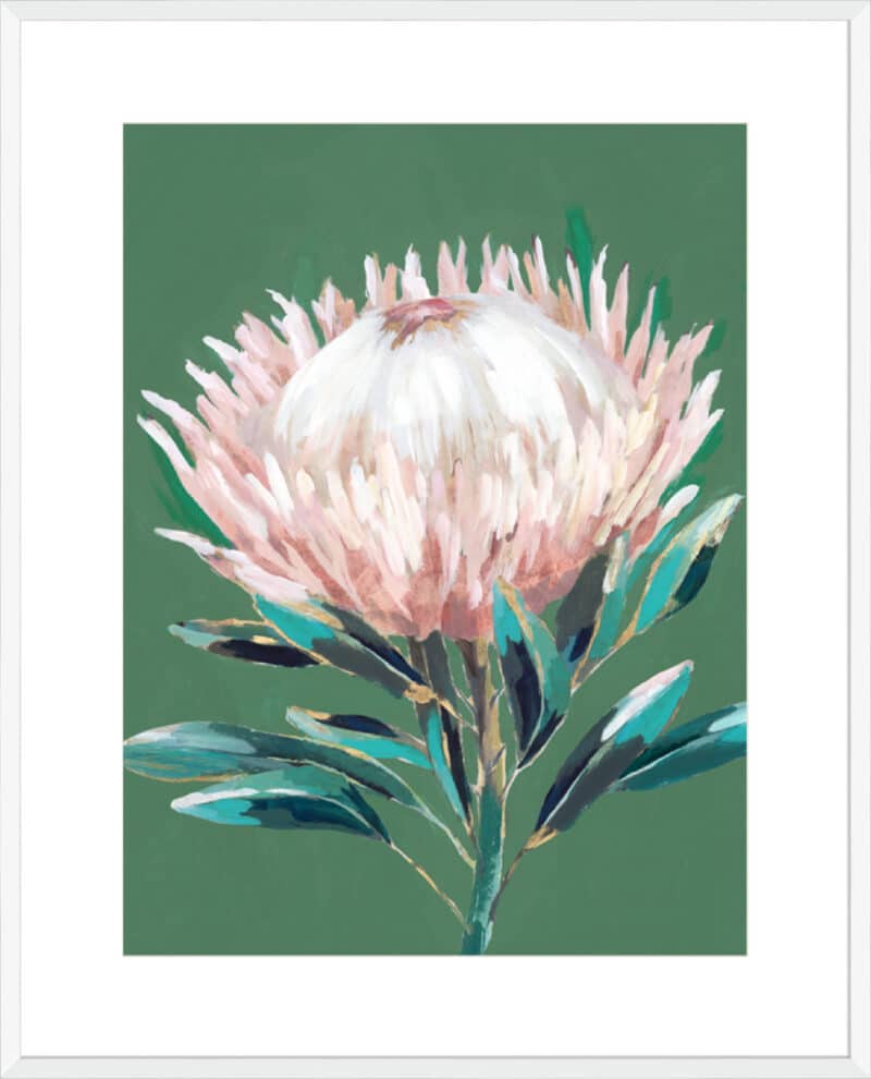 Single King Protea - 10cm Mount Board Box White