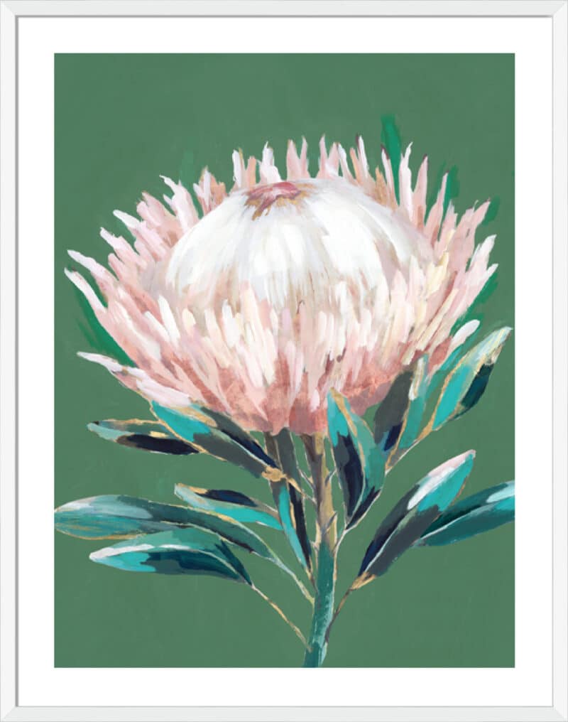 Single King Protea - 5cm White Border Box White