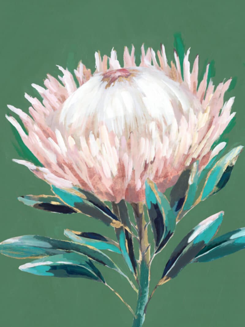 Single King Protea - Unframed Canvas Unframed Canvas