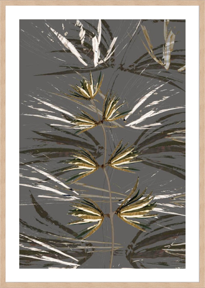 Vega I - 5cm White Border Box Natural