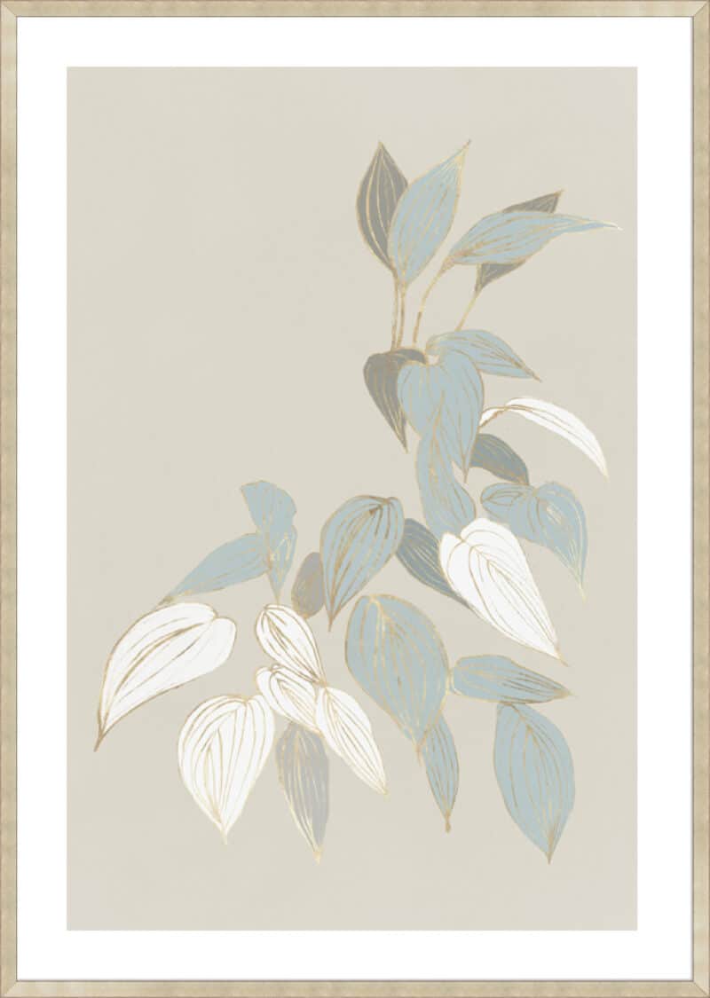 Augustus II - 5cm White Border Sm. Box Champagne