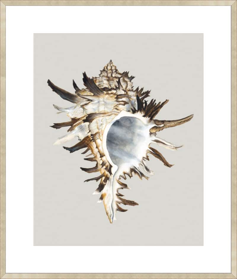 Black Murex - 10cm Mount Board Sm. Box Champagne