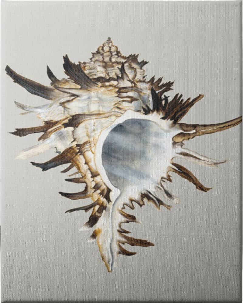 Black Murex - Unframed Canvas Unframed Canvas