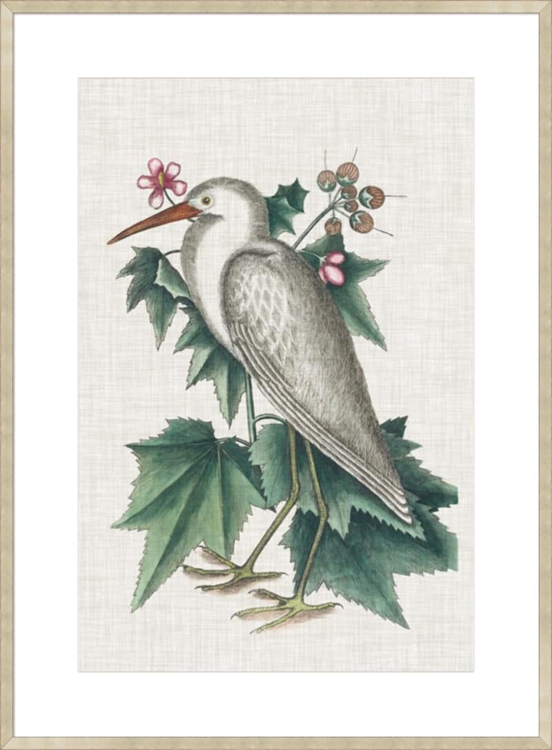Catesby Heron III - 10cm Mount Board Sm. Box Champagne