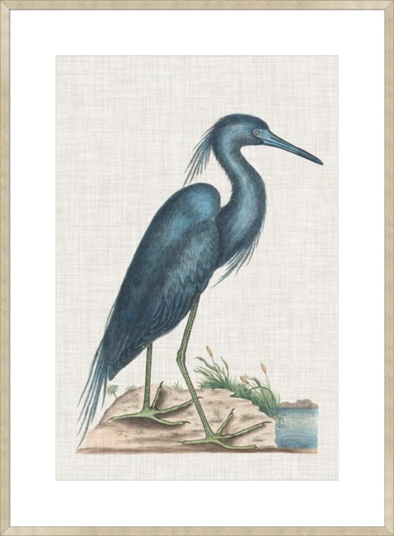 Catesby Heron II - 10cm Mount Board Sm. Box Champagne