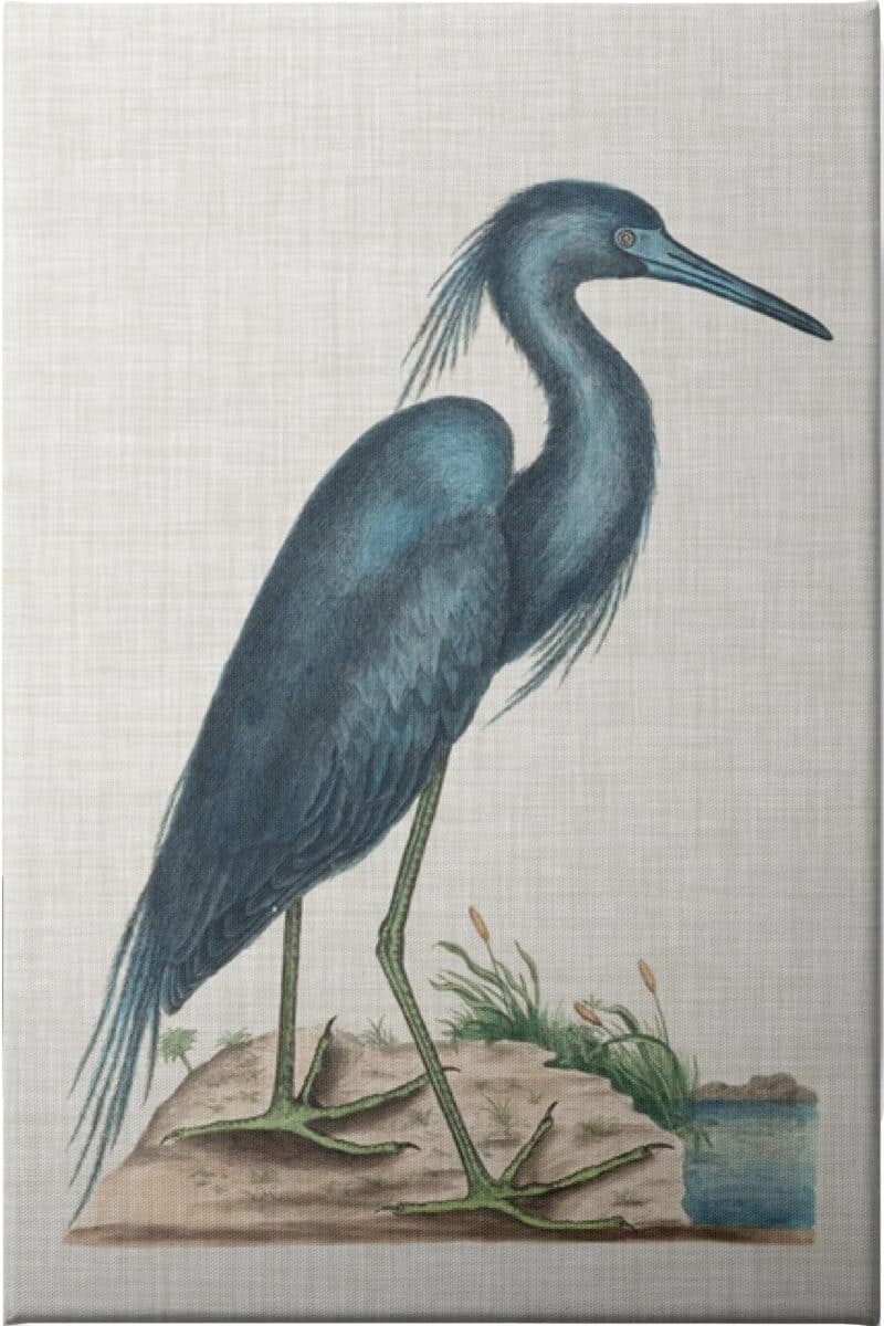 Catesby Heron II - Unframed Canvas Unframed Canvas