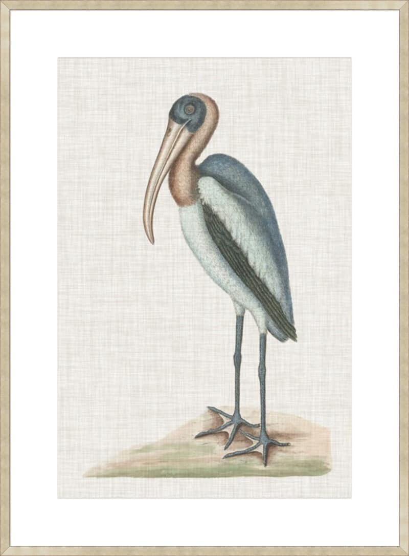 Catesby Heron IV - 10cm Mount Board Sm. Box Champagne