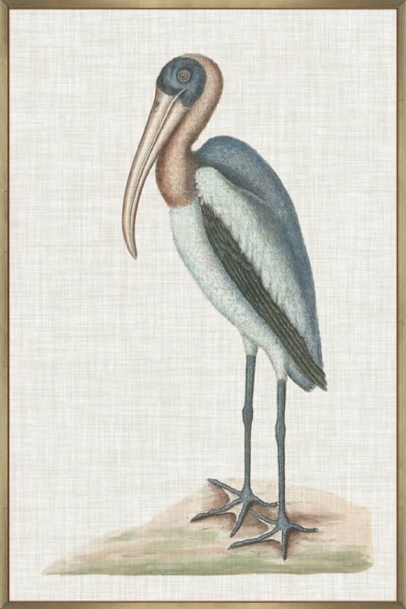 Catesby Heron IV - Canvas Gallery Champagne
