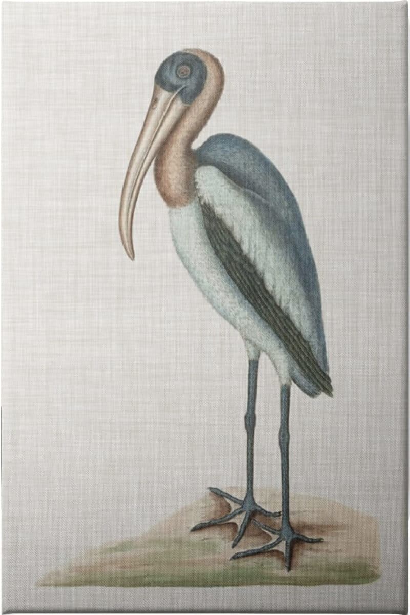 Catesby Heron IV - Unframed Canvas Unframed Canvas