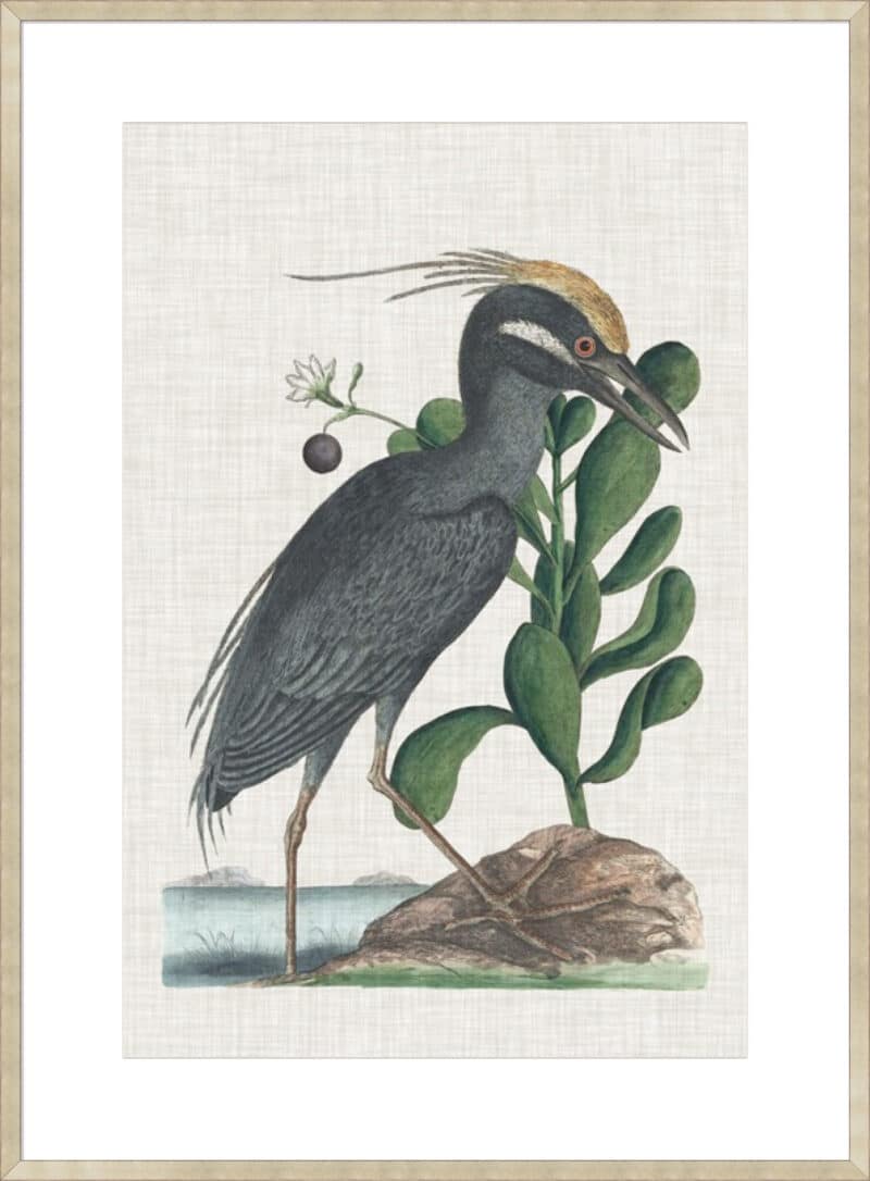 Catesby Heron I - 10cm Mount Board Sm. Box Champagne