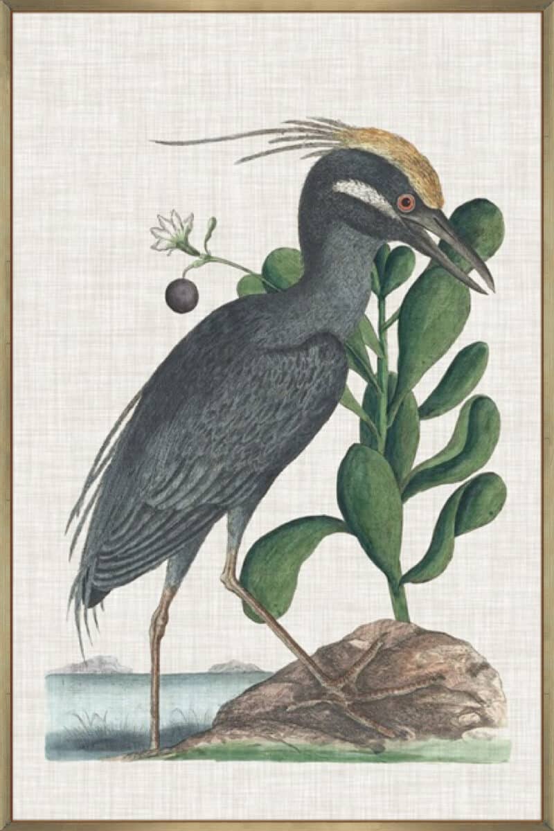 Catesby Heron I - Canvas Gallery Champagne
