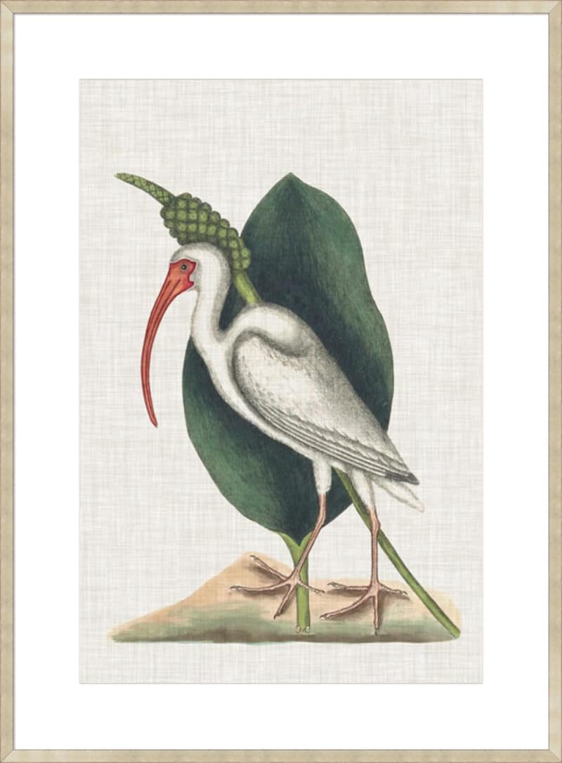 Catesby Heron VI - 10cm Mount Board Sm. Box Champagne