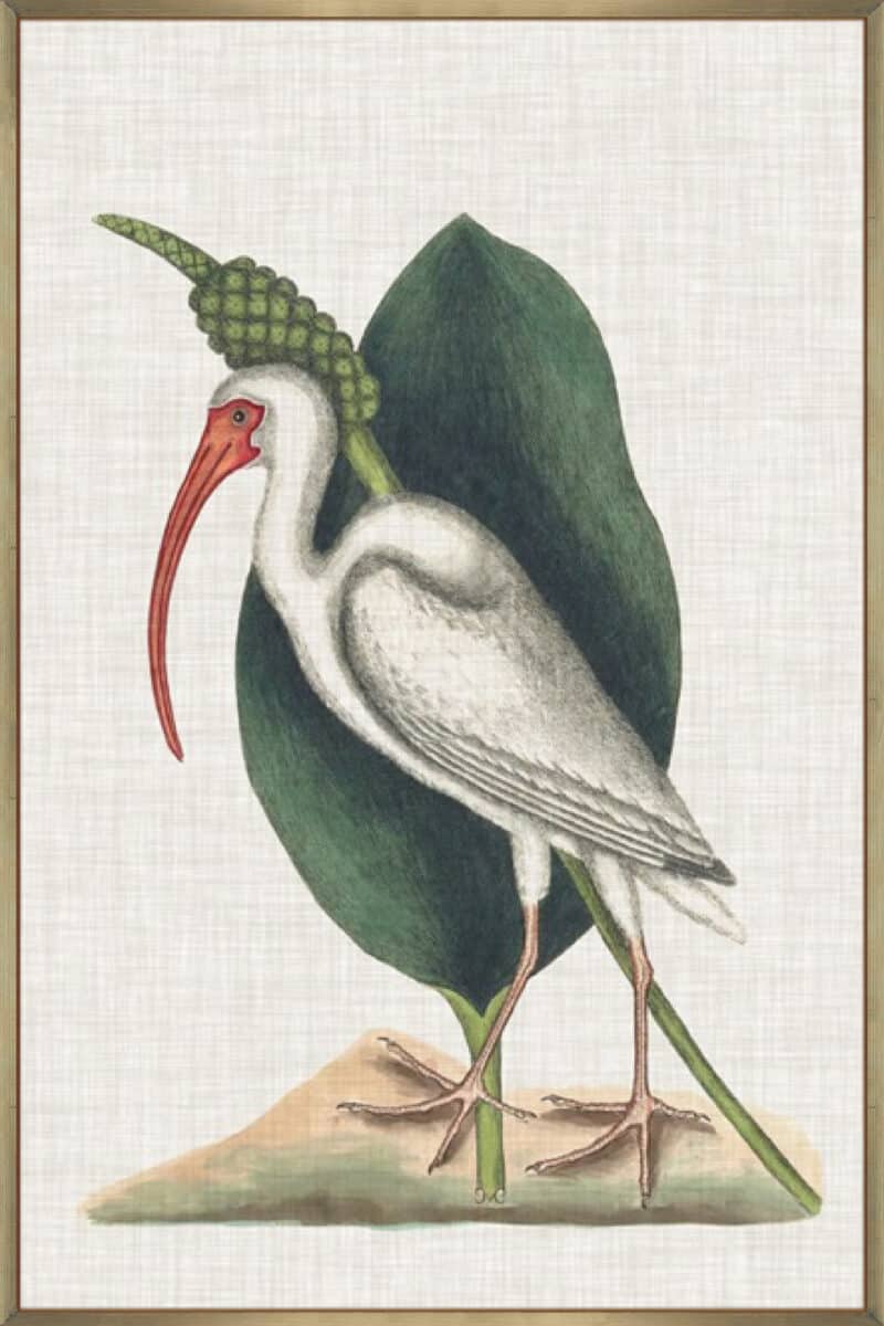 Catesby Heron VI - Canvas Gallery Champagne