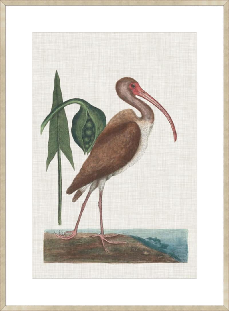 Catesby Heron V - 10cm Mount Board Sm. Box Champagne