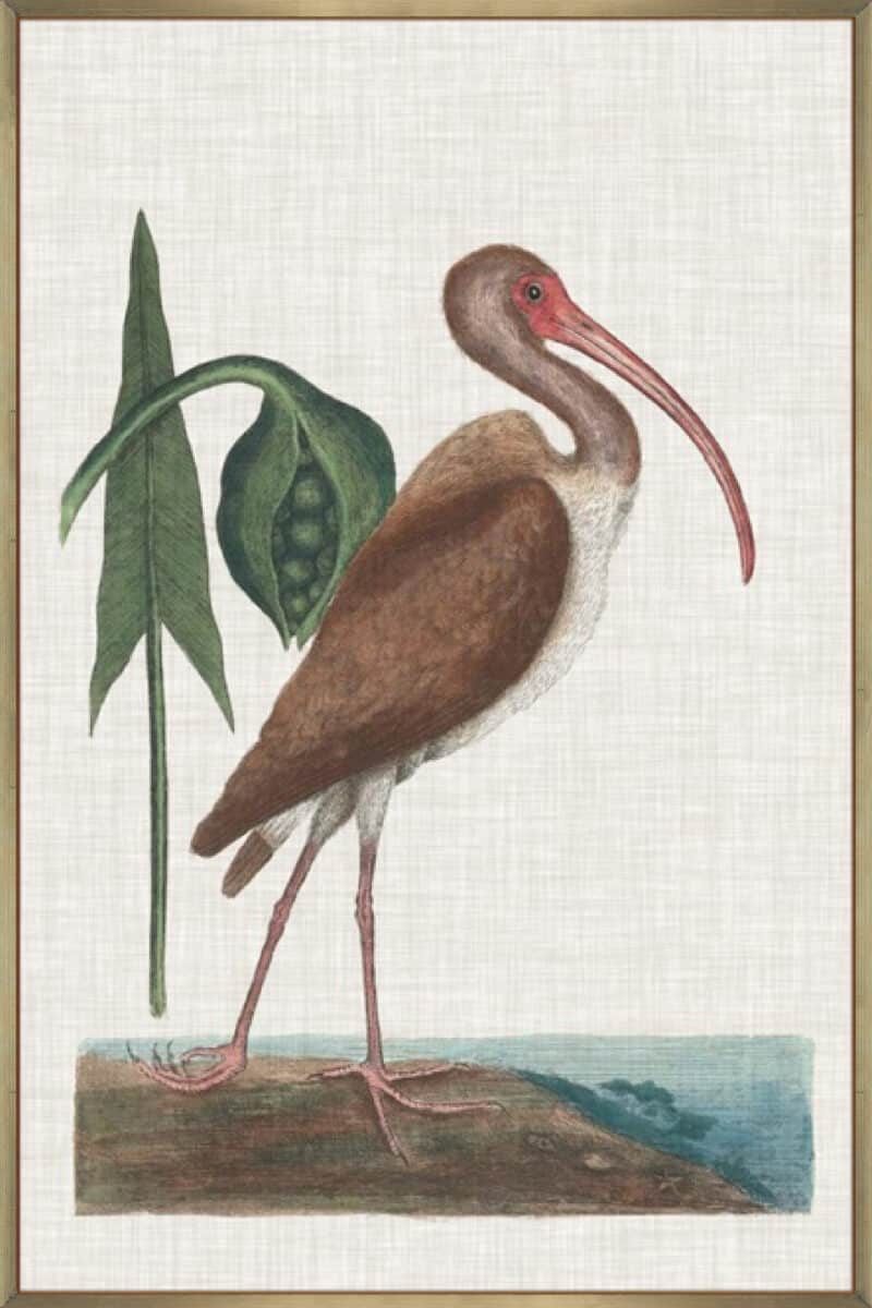 Catesby Heron V - Canvas Gallery Champagne