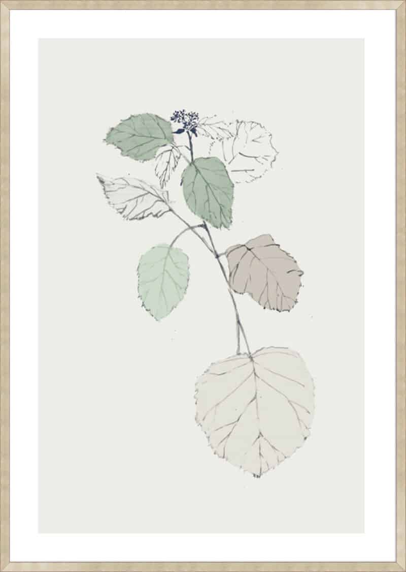 Come What May II - 5cm White Border Sm. Box Champagne