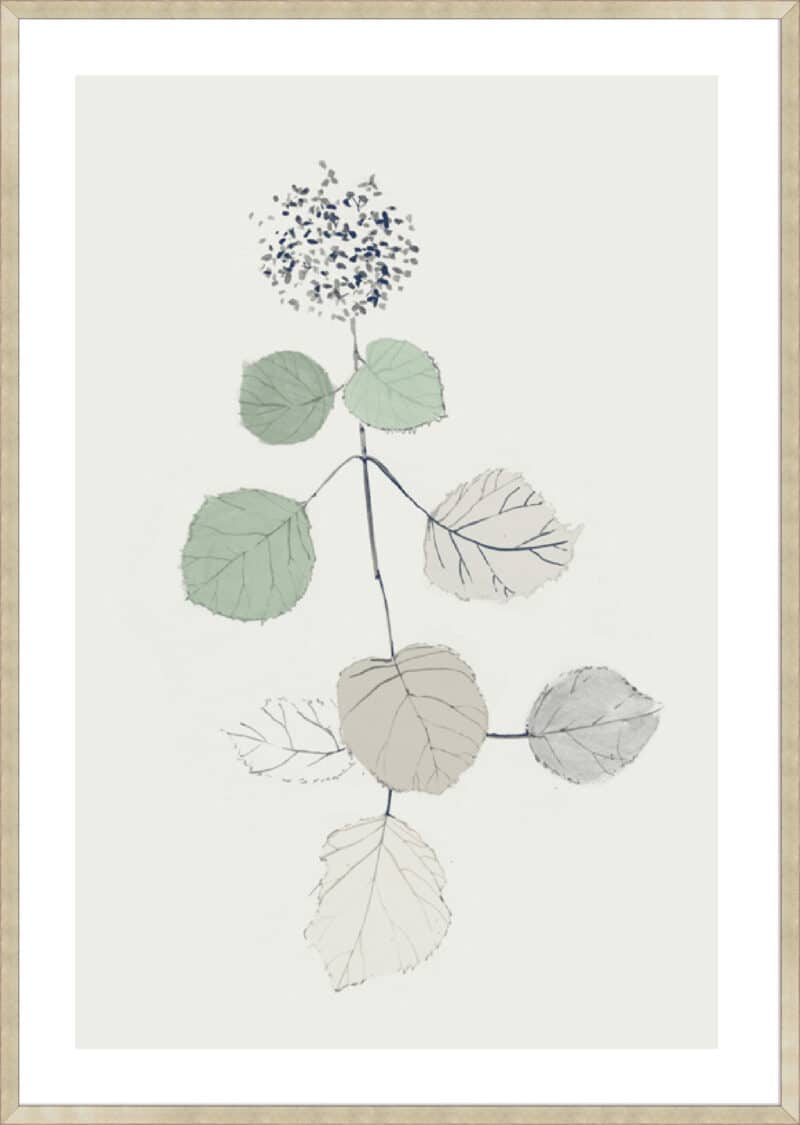 Come What May I - 5cm White Border Sm. Box Champagne