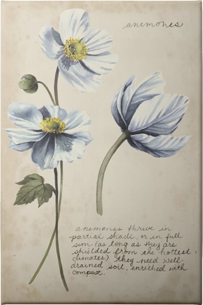 Garden Studies III - Unframed Canvas Unframed Canvas