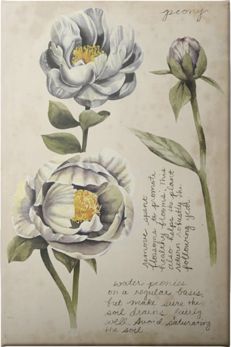 Garden Studies IV - Unframed Canvas Unframed Canvas