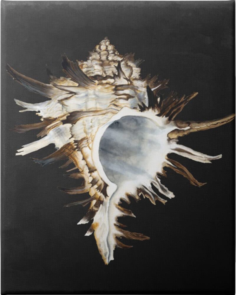 Graphic Black Murex - Unframed Canvas Unframed Canvas