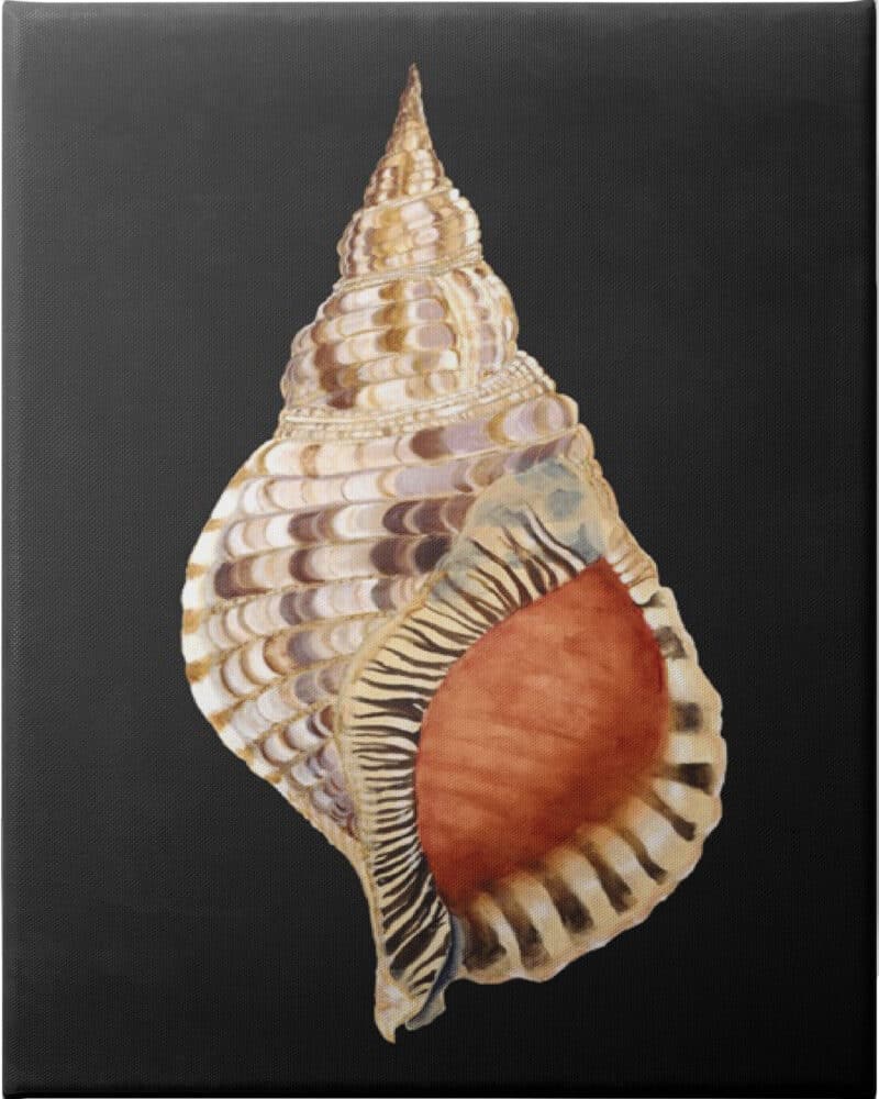 Graphic Grand Triton - Unframed Canvas Unframed Canvas