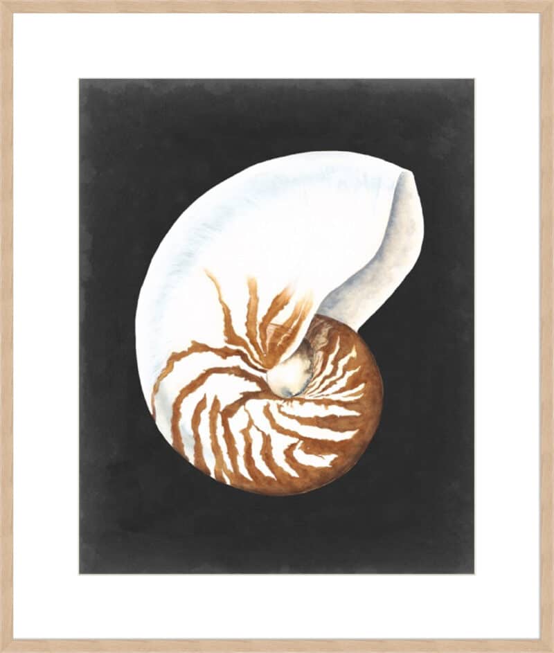 Graphic Nautilus - 10cm Mount Board Box Natural