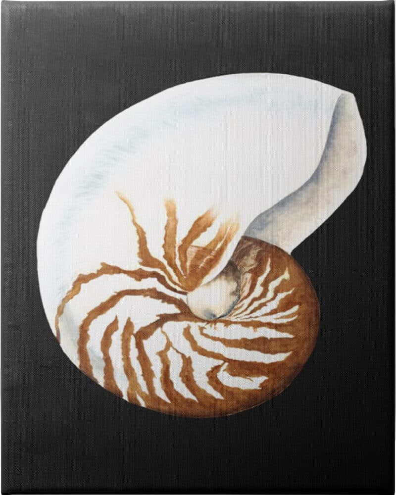 Graphic Nautilus - Unframed Canvas Unframed Canvas