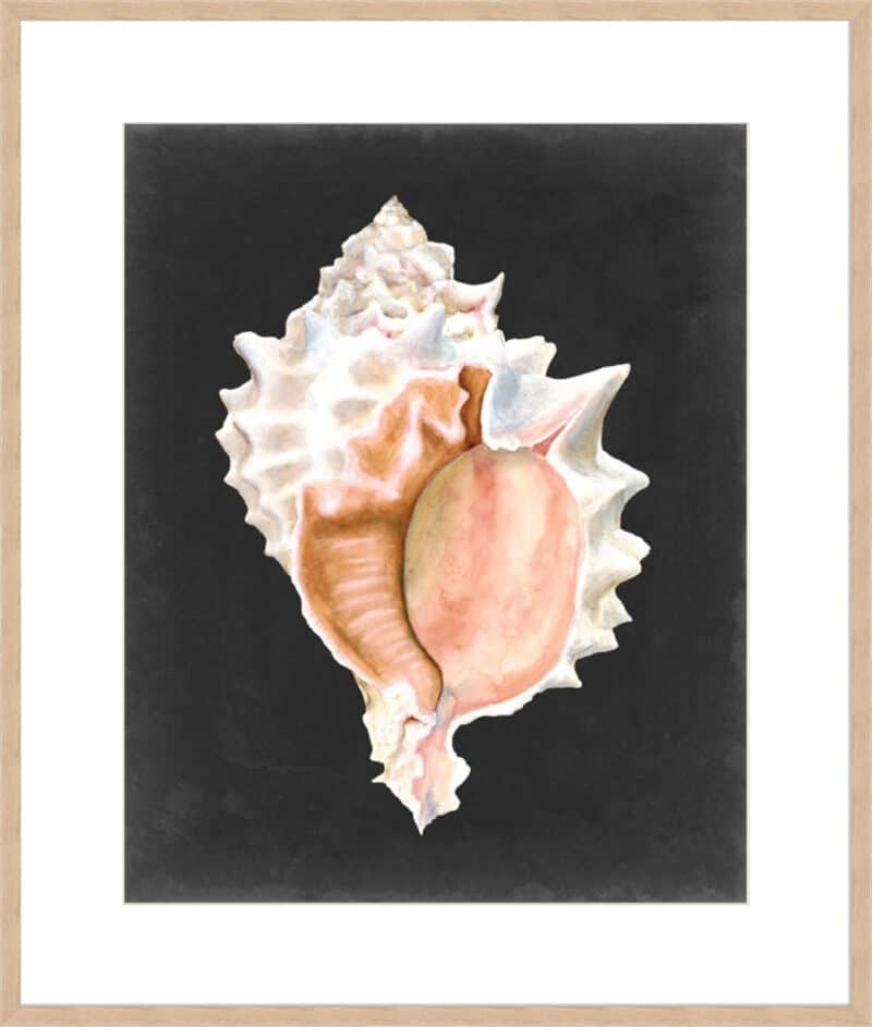 Graphic Pink Murex - 10cm Mount Board Box Natural