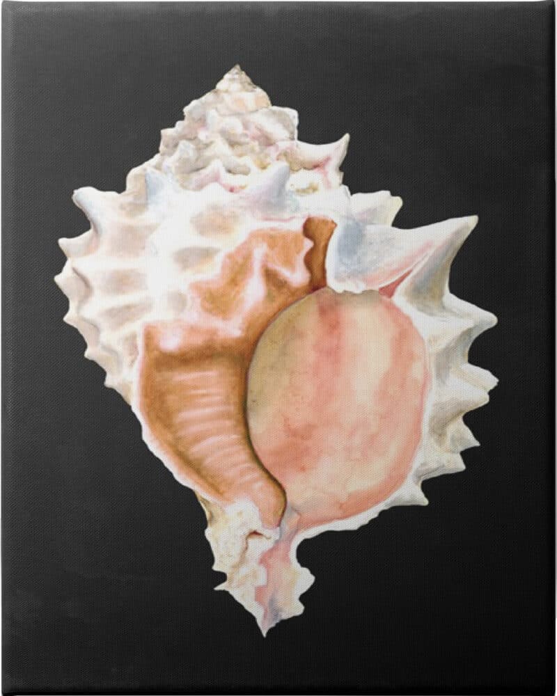 Graphic Pink Murex - Unframed Canvas Unframed Canvas