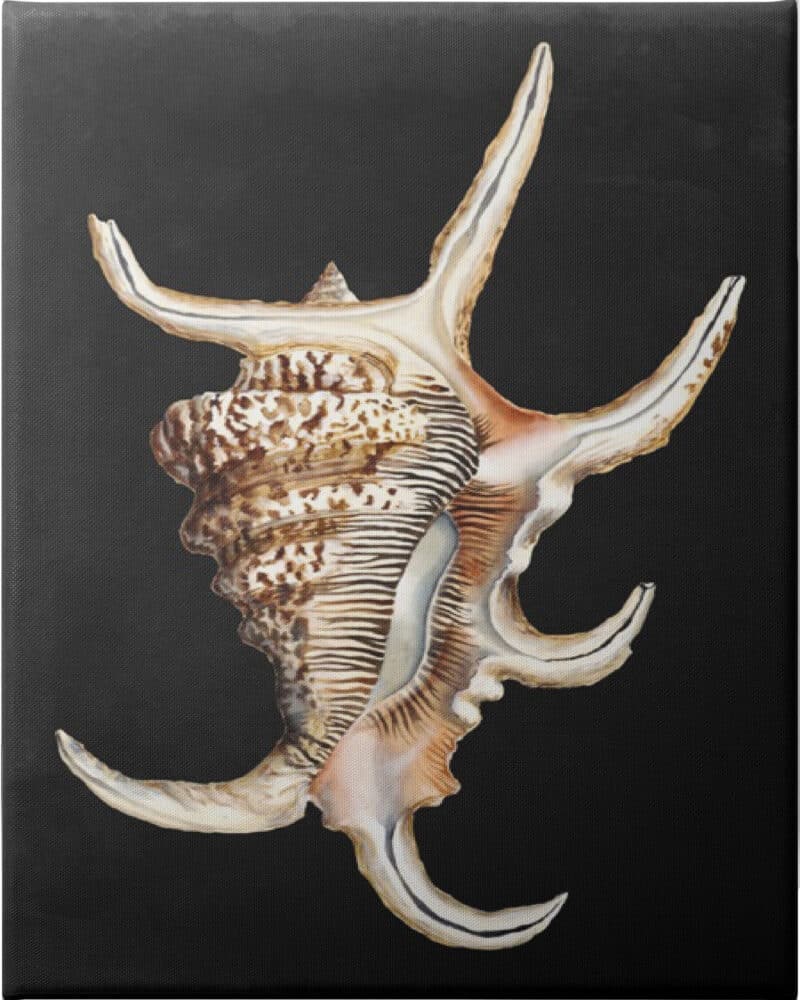 Graphic Spider Conch - Unframed Canvas Unframed Canvas