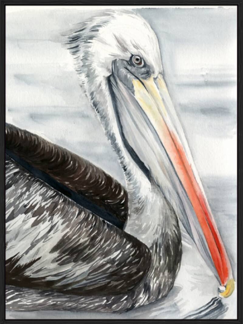 Grey Pelican I - Canvas Gallery Black