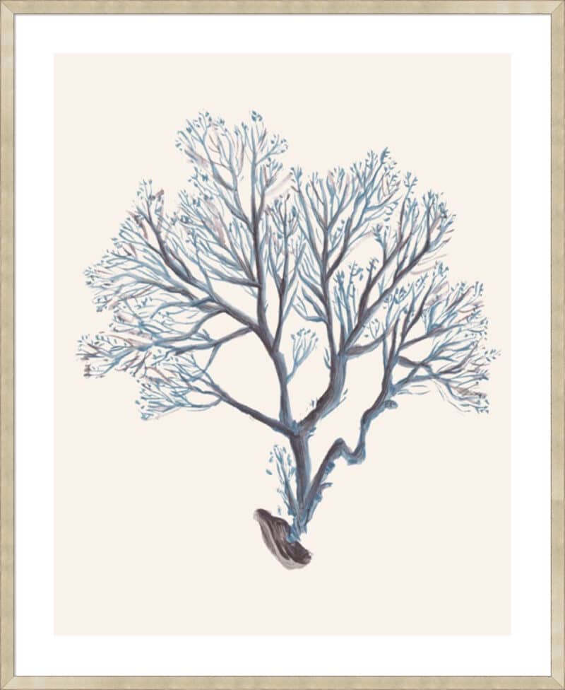 Indigo Reef III - 5cm White Border Sm. Box Champagne