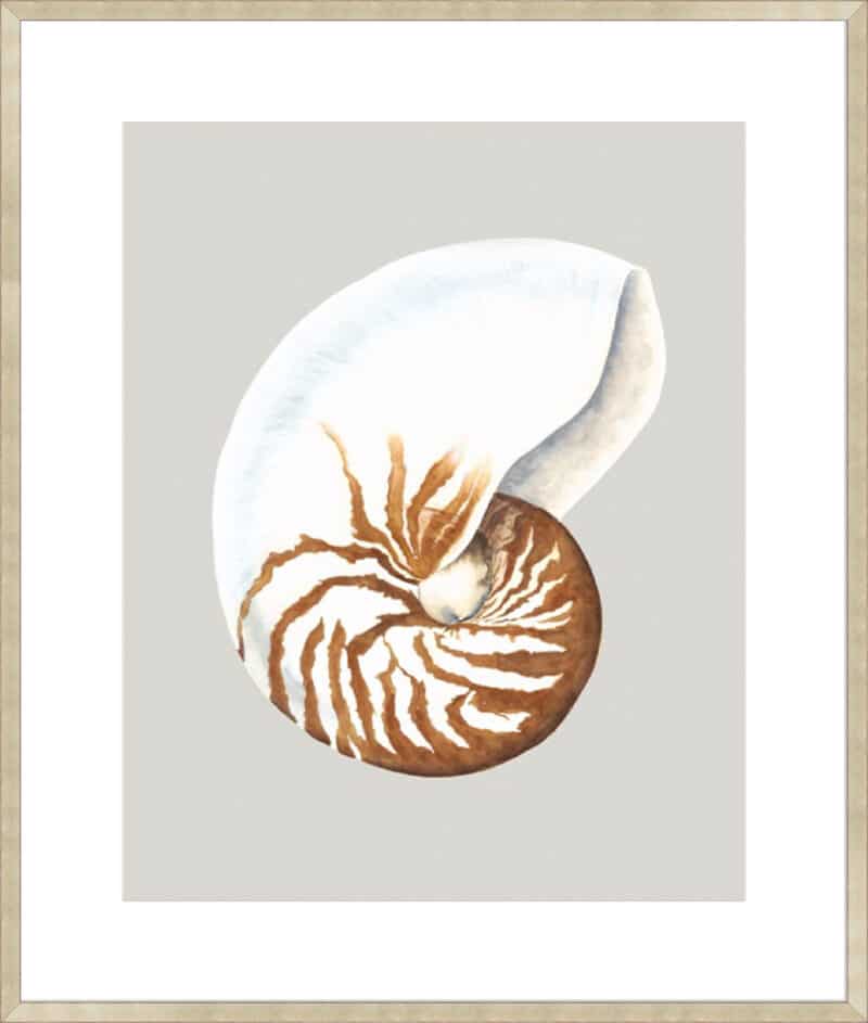 Nautilus - 10cm Mount Board Sm. Box Champagne